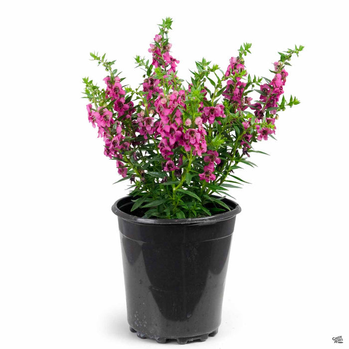 Angelonia Carita 'Raspberry' 1 gallon