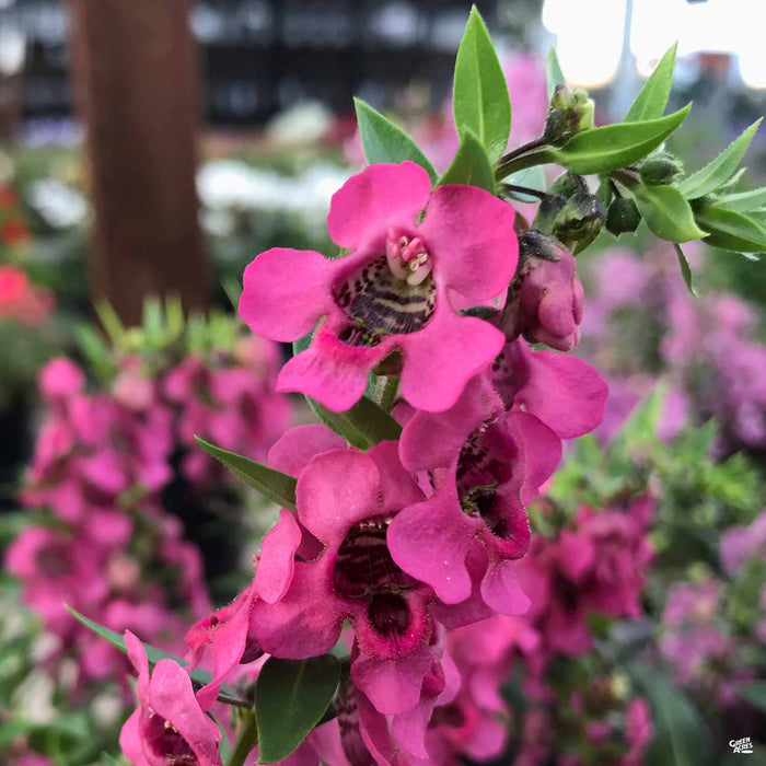 Angelonia