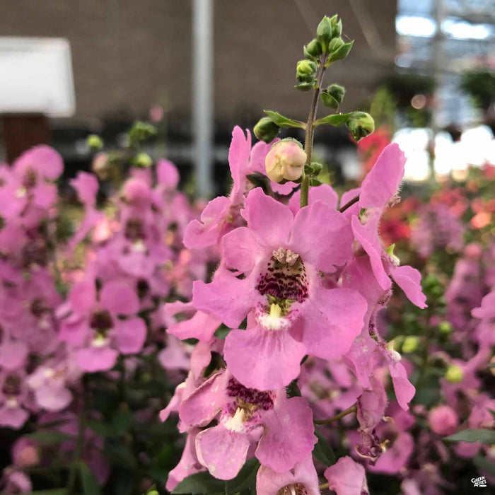 Angelonia