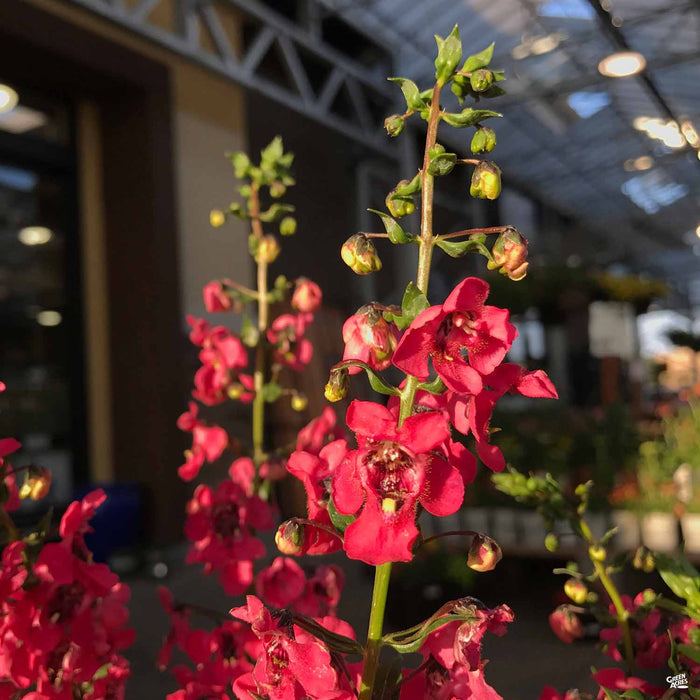 Angelonia