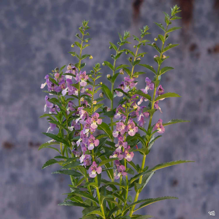 Angelonia