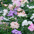 Annual Verbena