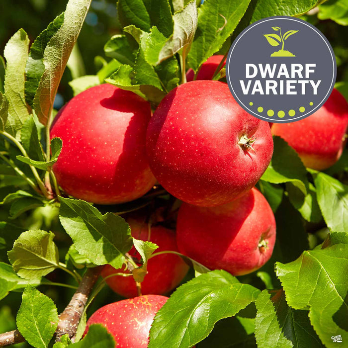 Apple 'Fuji' Dwarf