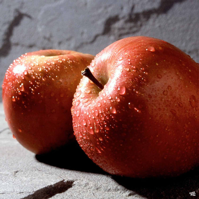 Apple 'Fuji' Dwarf
