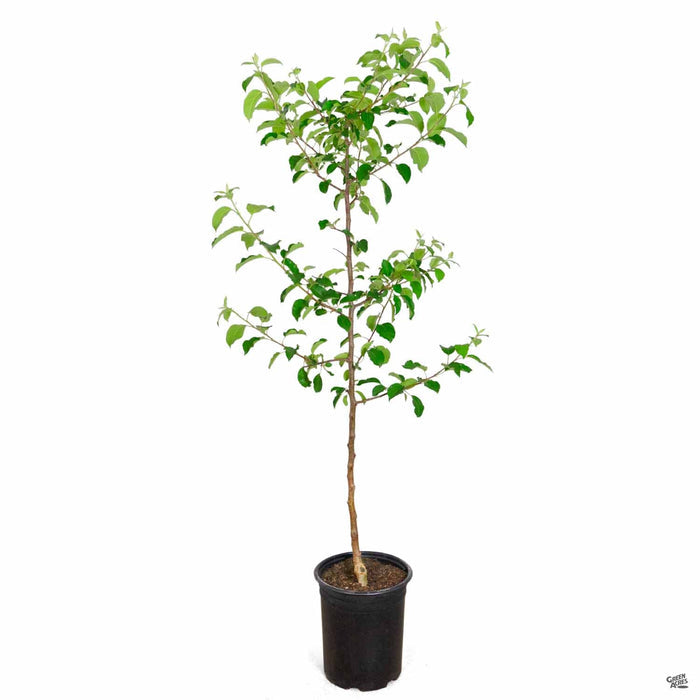 Apple 'Fuji' 5 gallon