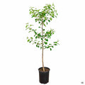 Apple 'Fuji' 5 gallon
