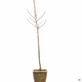 Apple 'Gala', Dwarf in 11 inch fiber pot