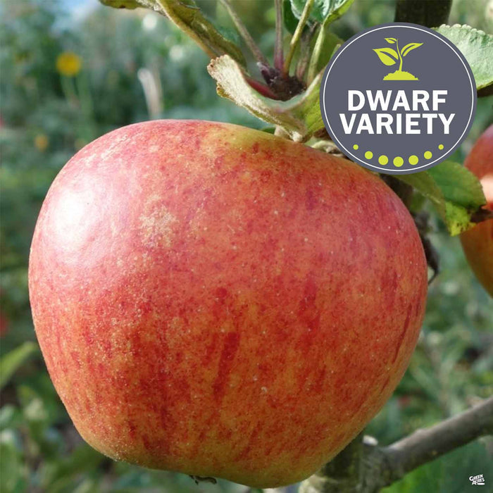 Apple 'Gala' Dwarf