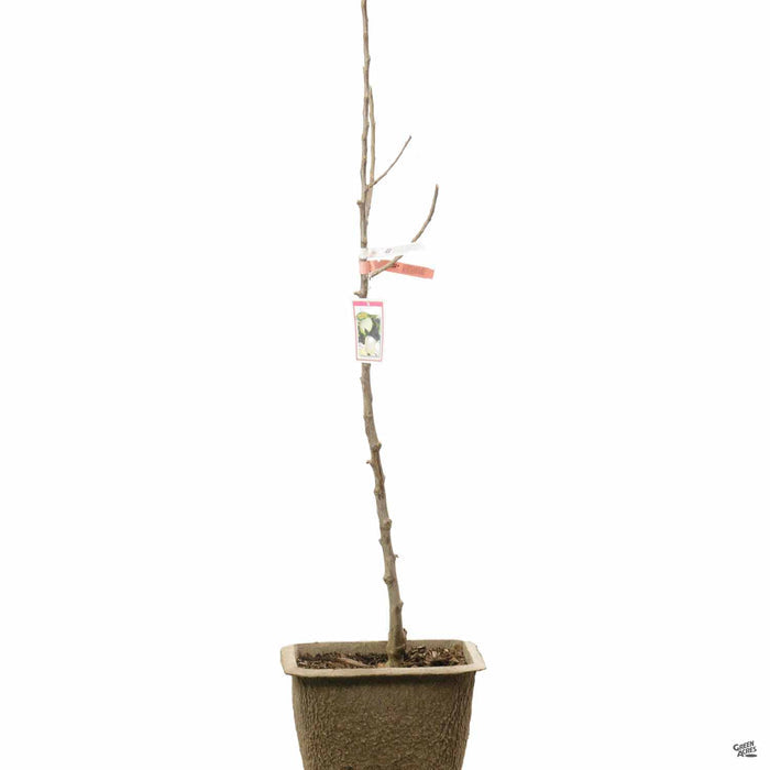 Apple 'Ghost' in 11 inch fiber pot