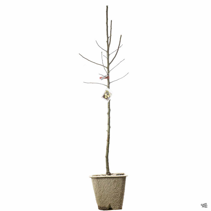 Apple 'Granny Smith' in 11 inch fiber pot