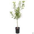 Apple 'Honeycrisp', Dwarf 5 gallon