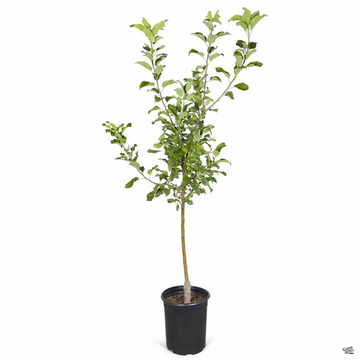 Apple 'Honeycrisp' 5 gallon