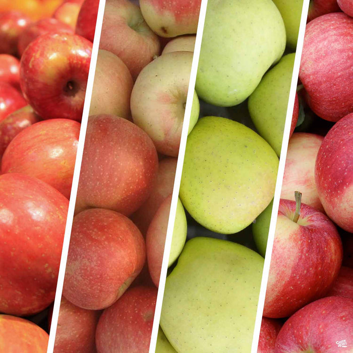 Apple Multi-Graft Combo Number 3