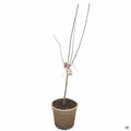 Apple Multi-Graft Combo Number 3 in 15 inch fiber pot