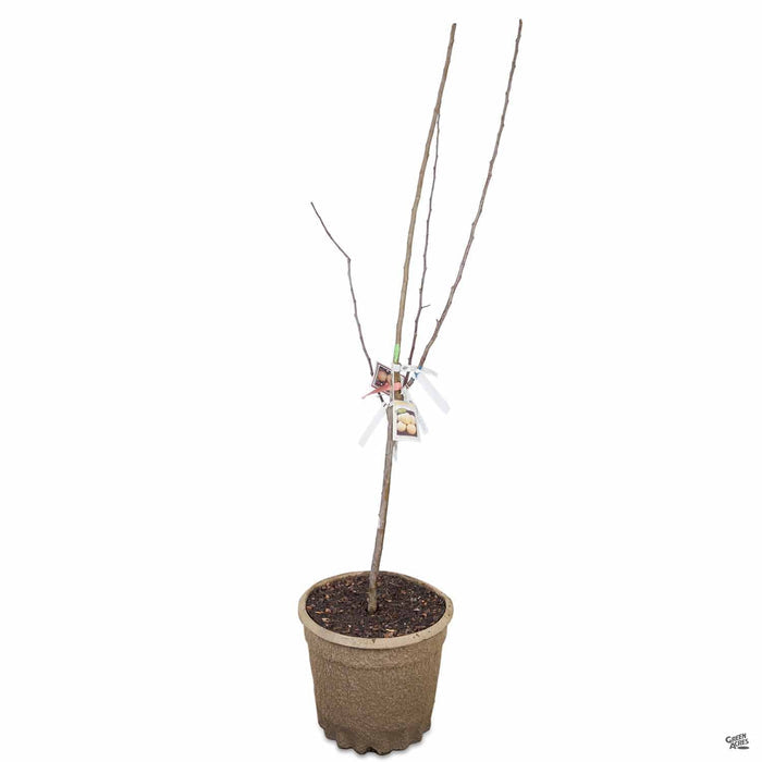 Apple Multi-Graft Combo Number 3 in 15 inch fiber pot