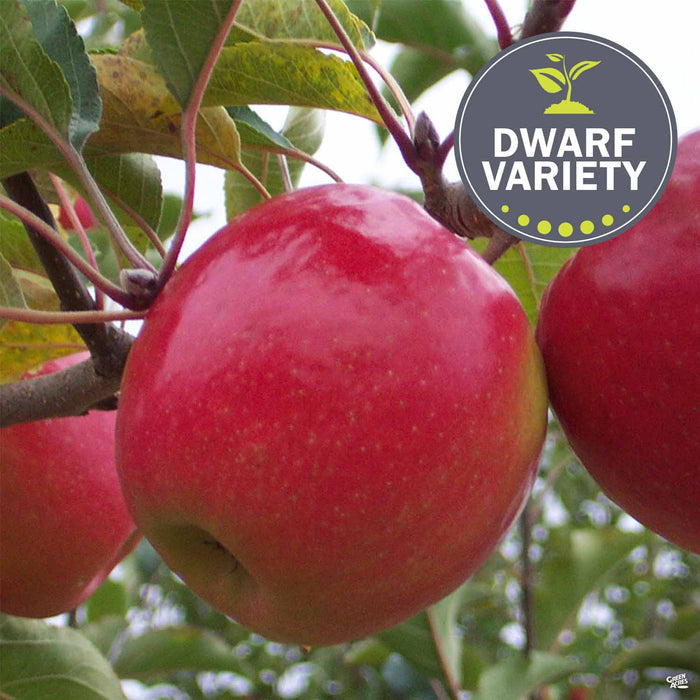 Apple 'Pink Lady' Dwarf Tree