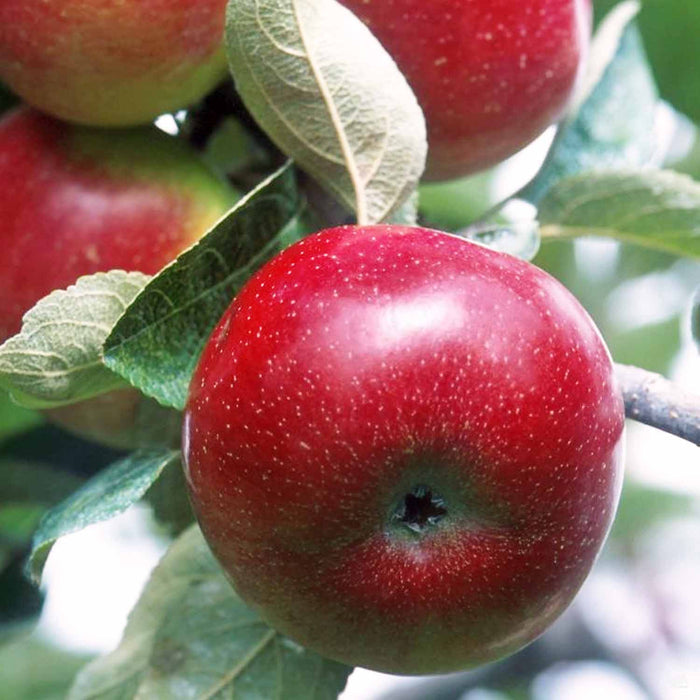 Apple Red Delicious