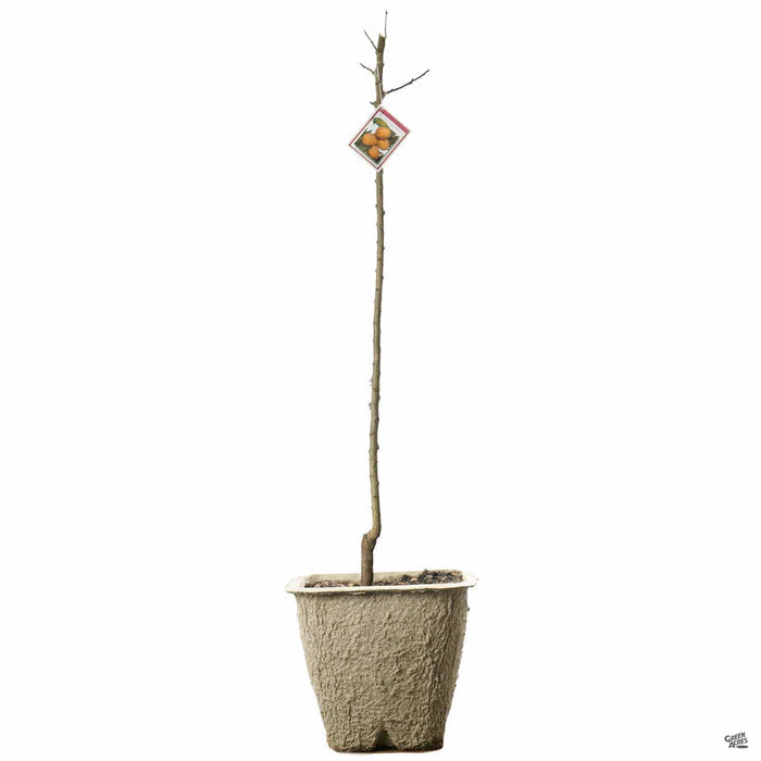Apricot 'Brittany Gold' in 11 inch fiber pot