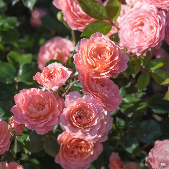 Drift Rose Apricot