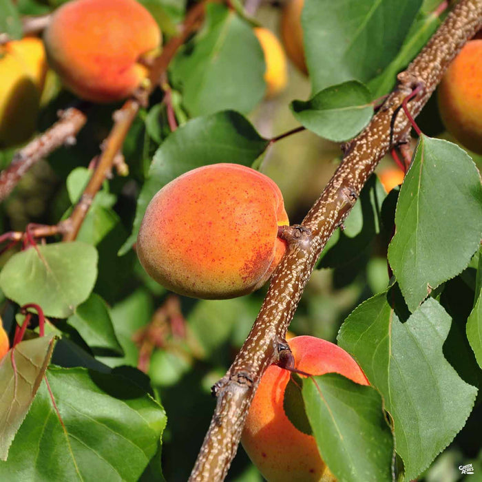 Apricot 'Katy'