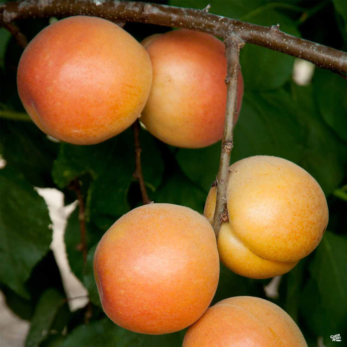 Apricot 'Katy'