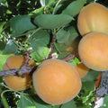 Apricot 'Moorpark'
