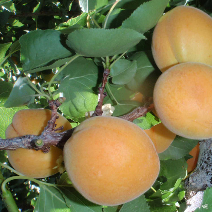Apricot 'Moorpark'
