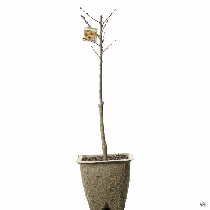 Apricot 'Pixie-Cot' Dwarf 11 inch fiber pot