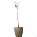 Apricot 'Pixie-Cot' Dwarf 11 inch fiber pot