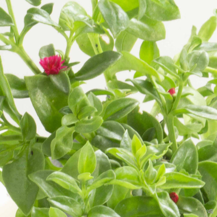 Closeup of Aptenia 'Red Apple'