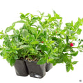Aptenia 'Red Apple' 6-pack