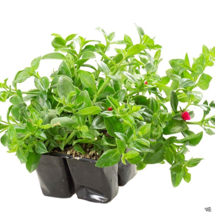 Aptenia 'Red Apple' 6-pack