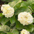 Summer Soul Arabian Jasmine