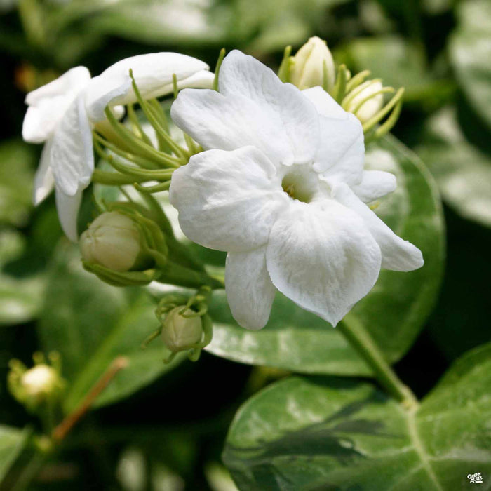 Arabian Jasmine