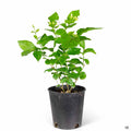 Arabian Jasmine 1 gallon