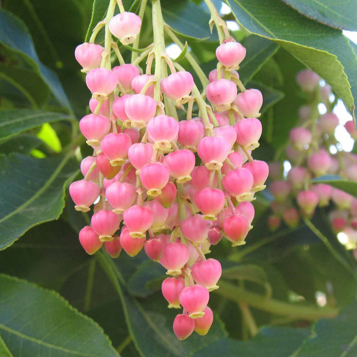 Arbutus 'Marina' Blossoms