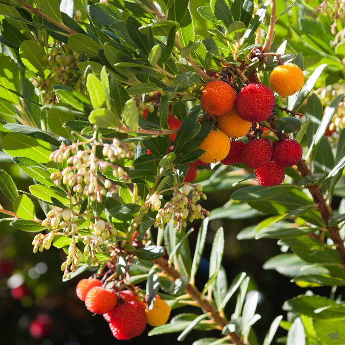 Arbutus 'Marina' Berries