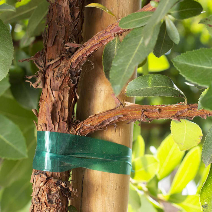 Arbutus 'Marina' Bark