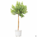 Arbutus 'Marina' 15 gallon standard trunk