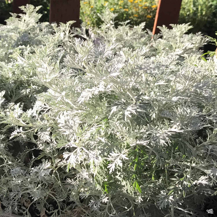 Artemisia Powis Castle