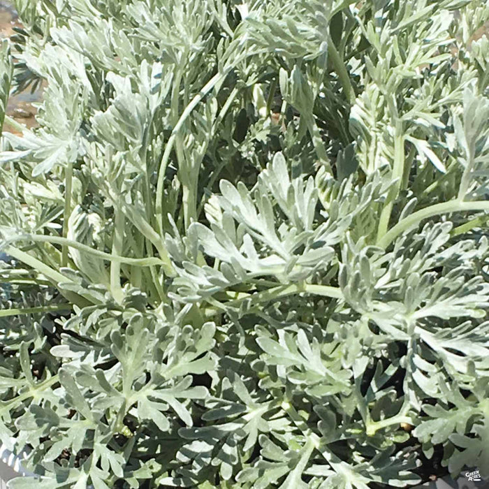 Artemisia Powis Castle