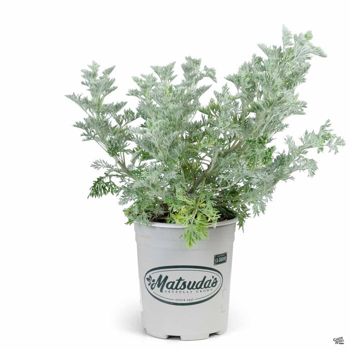 Artemisia Powis Castle 1 gallon