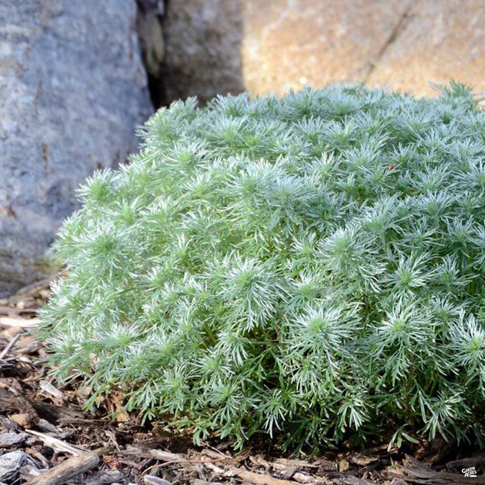 Artemisia 'Silver Mound'