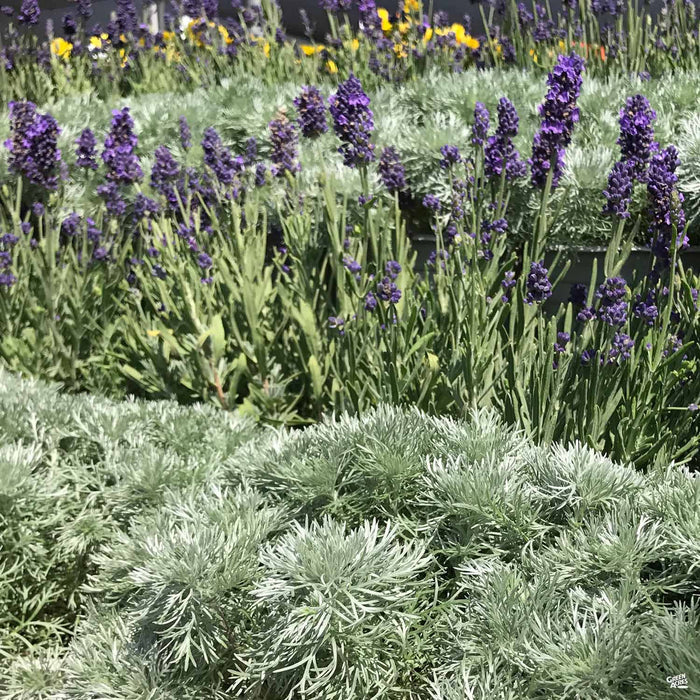 Artemisia 'Silver Mound'