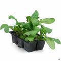 Arugula leaves 6 pack