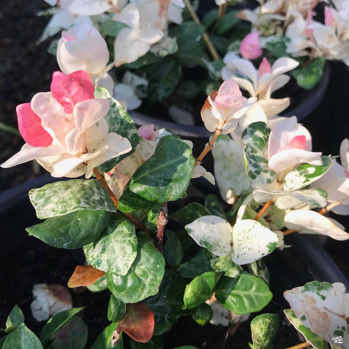 Asian Jasmine 'Tricolor'
