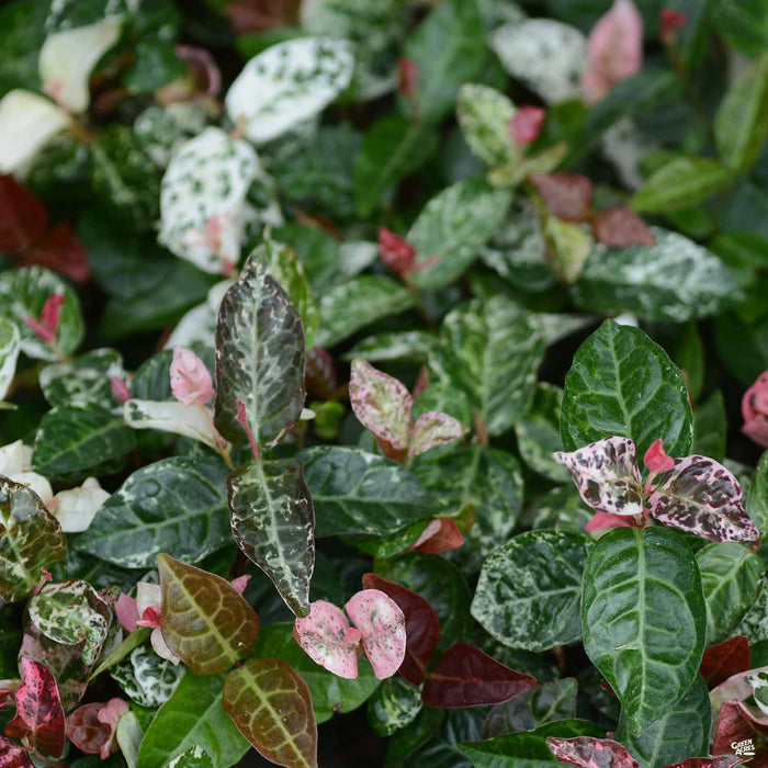 Asian Jasmine 'Tricolor'