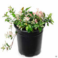 Asian Jasmine 'Tricolor' 1 gallon