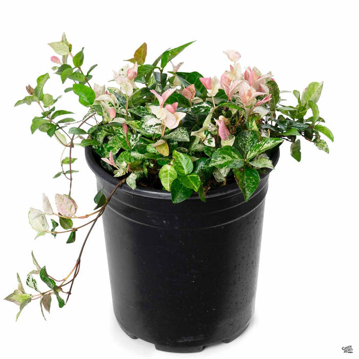 Asian Jasmine 'Tricolor' 1 gallon