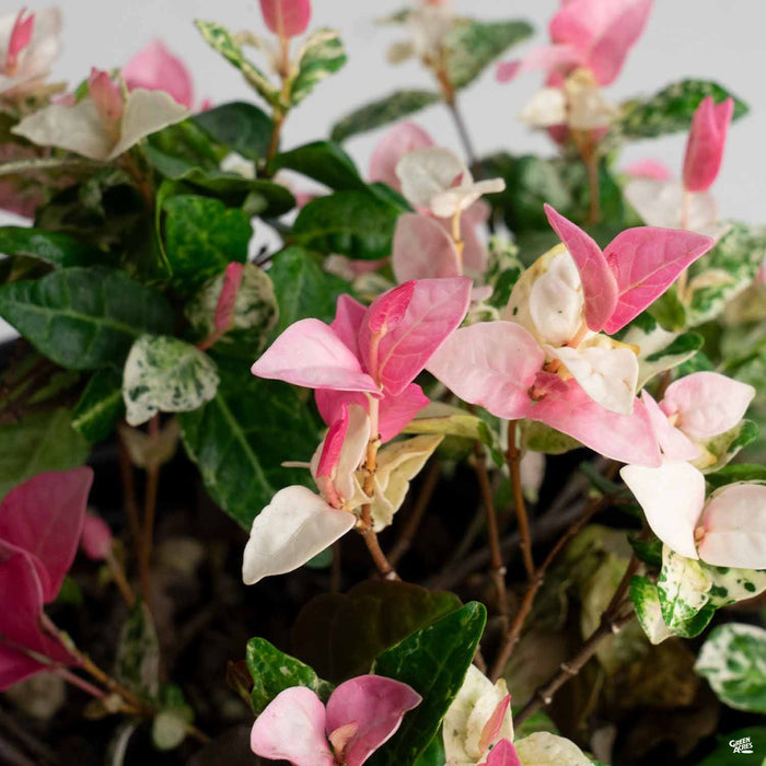 Asian Jasmine 'Tricolor'